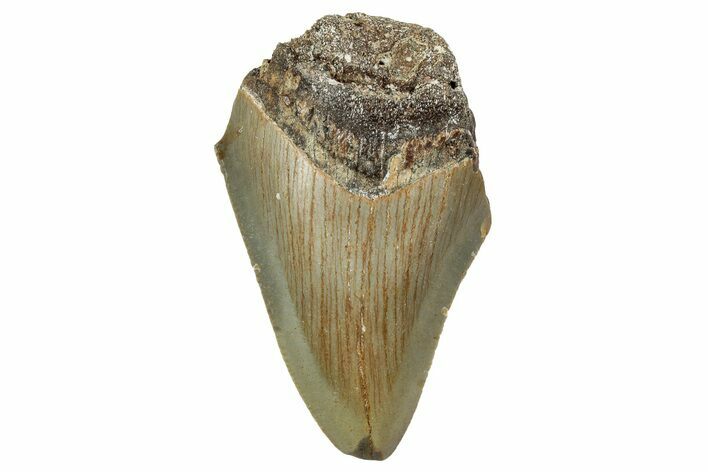 Bargain, Juvenile Megalodon Tooth - North Carolina #342212